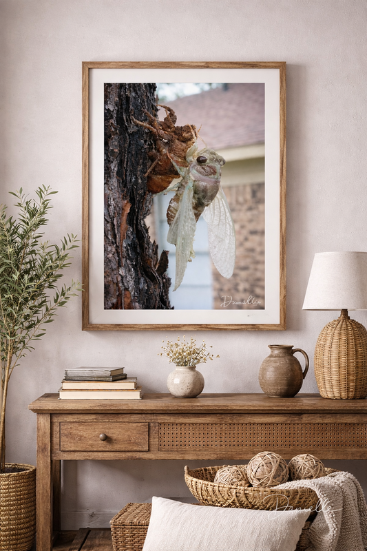 The Emergence - Cicada Macro Digital Print