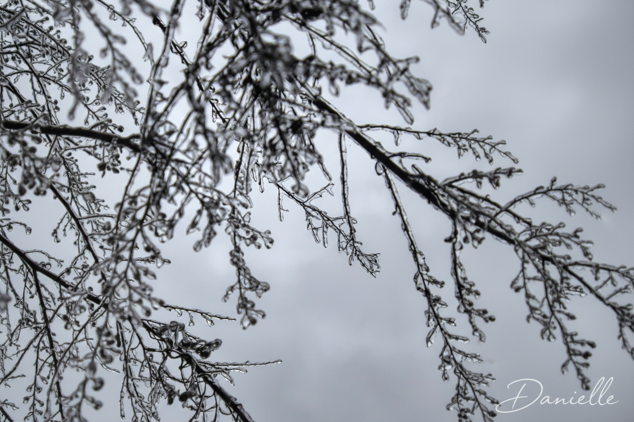 Frozen branches with Danielle signature